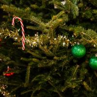 Почему именно елка является символом Нового года?